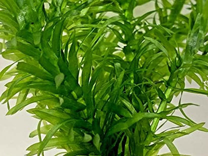 5 Stems Elodea Densa Oxygenating Tropical Pond Plant