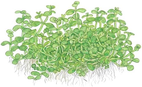Monte Carlo Tissue Culture Live Plant for Shrimp Tanks