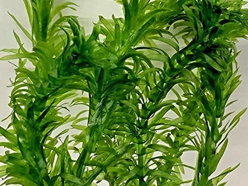 5 Stems Elodea Densa Oxygenating Tropical Pond Plant