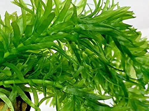 5 Stems Elodea Densa Oxygenating Tropical Pond Plant