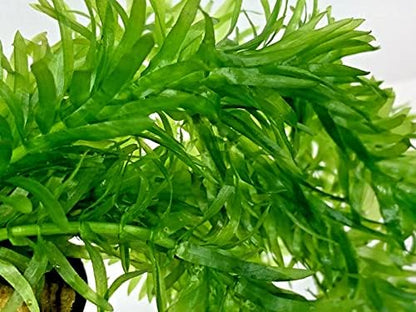 5 Stems Elodea Densa Oxygenating Tropical Pond Plant